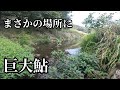 本流の隣りにひっそりと出来た小川が鮎の激アツポイントでした