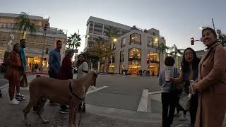 Cash 2.0 Great Dane Thanksgiving Special 2022 on Rodeo Drive in Beverly Hills (3 of 3)