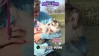 Brynn is so smart and loving 🥰 must watch 💞 #PomskyPuppy #designerdog  #minihusky #huskymixpuppy by Maine Aim Ranch Dogs 62 views 11 days ago 1 minute, 31 seconds