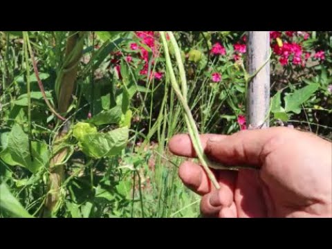 Vidéo: Cultiver Des Haricots D'asperges, Des Recettes De Haricots D'asperges