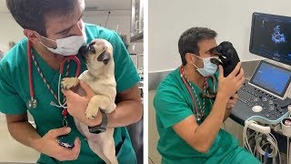 Adorable Animals Love Vet