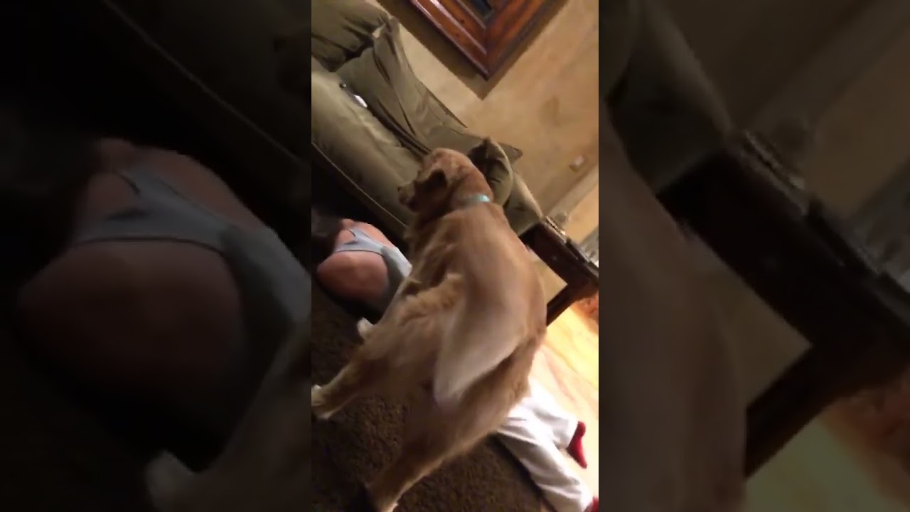 Pretending to pass out in front of our dog to see his reaction #shorts