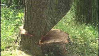 Cuttin' Trees 1 Falling Compilation with Daniel Murphy