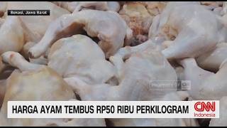 Harga Ayam Meroket, Harga Telur Stabil Demi Peternak