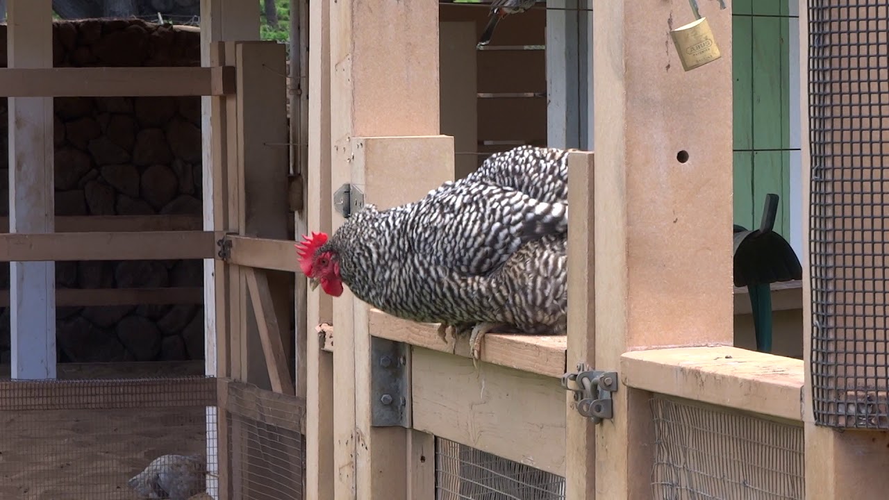 ホノルル動物園13 空飛ぶにわとり 太いｗ Youtube