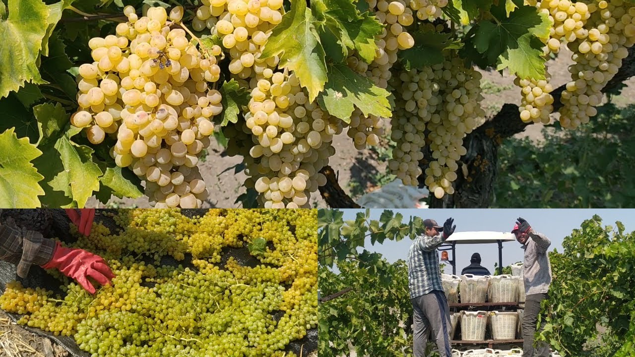 Üzüm Hasadına Başladık! Sultani Çekirdeksiz Üzüm | Manisa