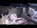 #2 子猫保護記録 (2/3 先住猫との対面）- The record of injured kitten 2/3 -