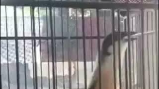 Cendet Tembakan Greja Angker ~ mewah untuk masteran