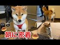 【柴犬】鈴カステラみたいになって帰ってきた日の朝に密着。