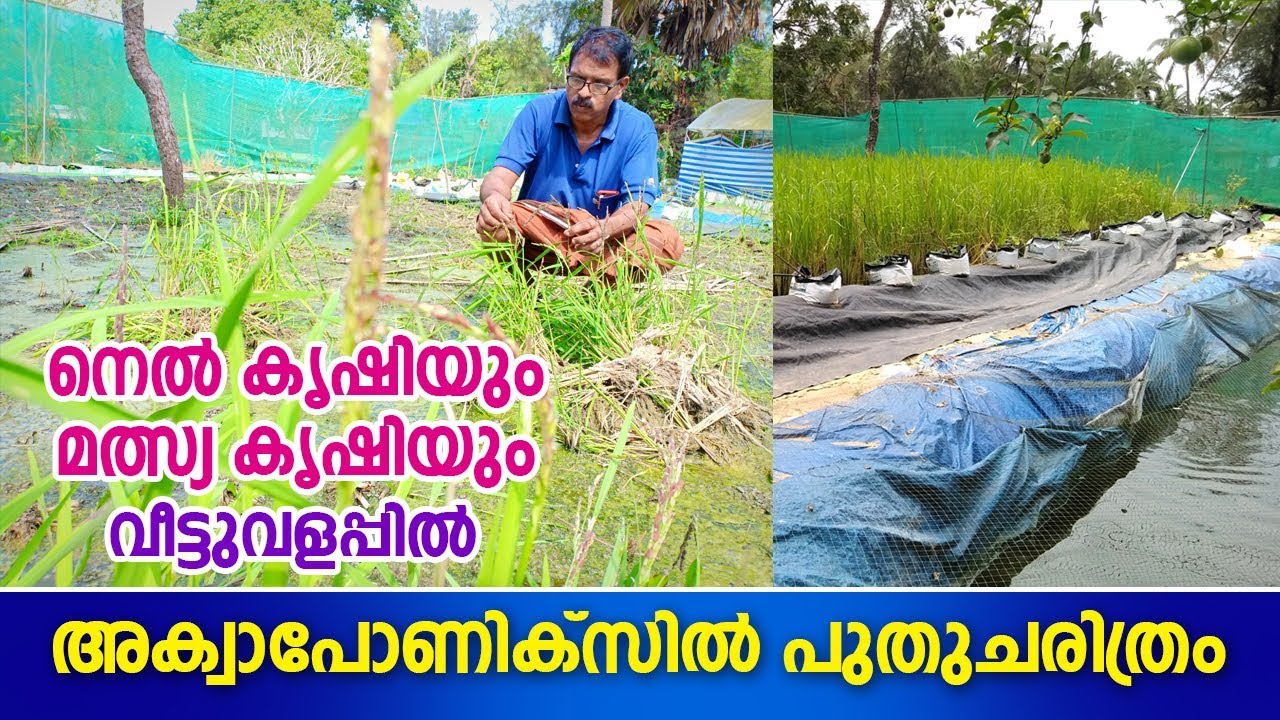 fish and paddy cultivation in aquaponics ganesh payyoli