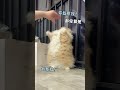 别惹我 惹到我你算是踢到棉花啦 猫咪 可爱 惹我你算是踢到棉花了 别惹我 惹到我你算是踢到棉花啦 猫咪 可爱 惹我你算是踢到棉花了