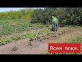 Дрова рубятся  // Пошла за иргой  // Огород подруги //