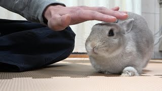 Bunny 'Popo' is misunderstanding that he is being patted