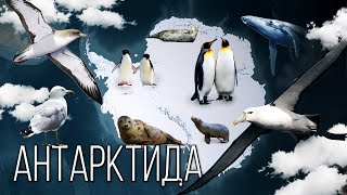 Материк Антарктида: Самый Холодный Континент На Планете Земля | Интересные Факты Про Антарктиду