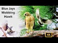 Blue Jays Dive Bombing and Mobbing Hawk