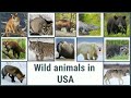 WILD ANIMALS IN USA | Part 1