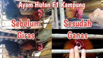 2 Tips Melatih Mental Calon Pikat Ayam Hutan F1