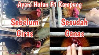 2 Tips Melatih Mental Calon Pikat Ayam Hutan F1