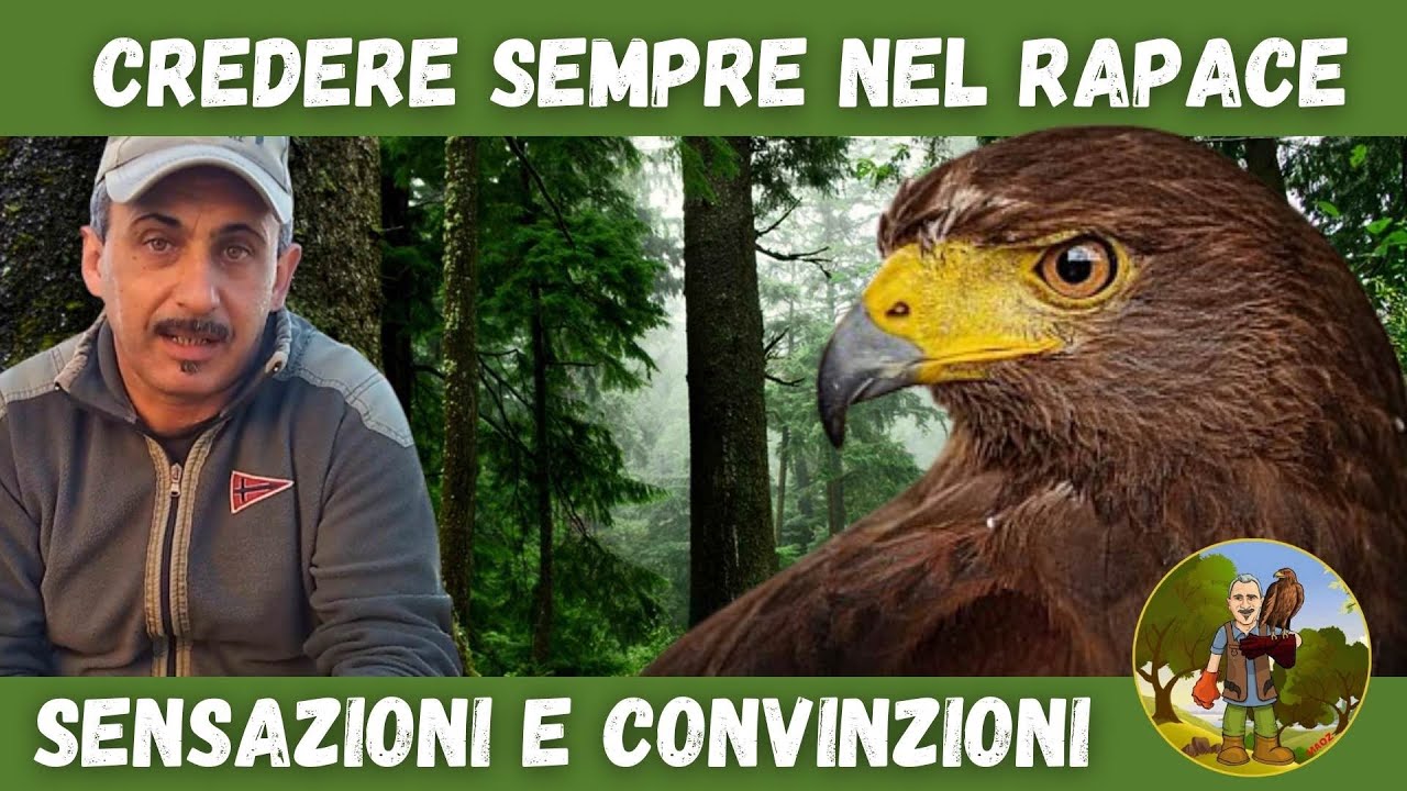 Falconeria Allontanamento Volatili Con Falchi | Ekonore - Foto 13