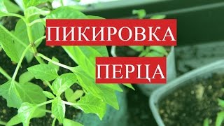 ⁣Пикировка Перца. Выращивание Перца без Пикировки. (25.03.2017).