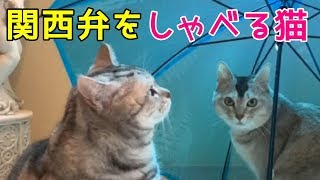 解約方法 おしゃべりペットの使い方と今すぐ確実に退会する手順 Iphoneアプリ用 ライフワークカフェ