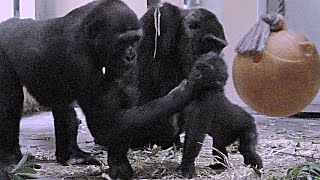 モモタロウパパと兄ゲンタロウにパンチされる赤ちゃんキンタロウ💗ゴリラ【京都市動物園】