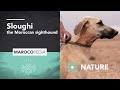 Sloughi: The Moroccan Sighthound faster than the wind の動画、YouTube動画。