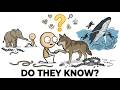 Do Wild Animals Know When a Human Is Trying to Help Them?