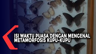 Isi Waktu Puasa Dengan Mengenal Metamorfosis Kupu-kupu