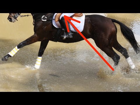 Video: 14 Dinge, Die Dein Pferd Tut, Wenn Du Zu Spät Kommst