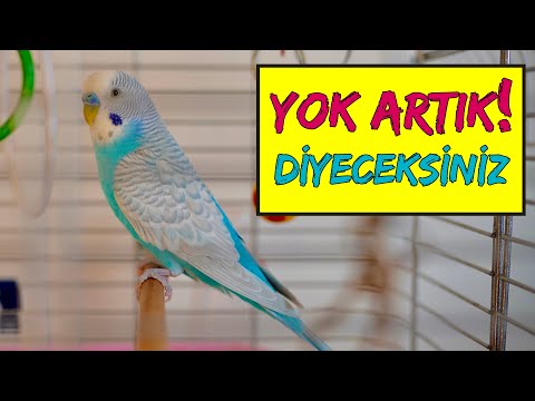 YOK ARTIK DİYECEKSİNİZ! EN NET İNSAN GİBİ KONUŞAN MUHABBET KUŞU | 1 SAAT