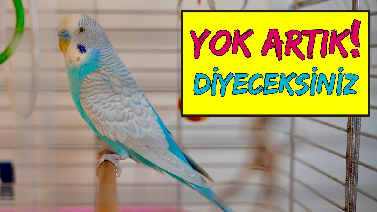 YOK ARTIK DİYECEKSİNİZ! EN NET İNSAN GİBİ KONUŞAN MUHABBET KUŞU | 1 SAAT