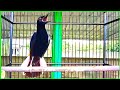 Kacer Dada Hitam On Play Gacor Buka Ekor By Han Dunia Hewan Mp3 - Mp4 Download