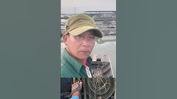 #shorts. đi câu ở bè ăn Hạnh dính cá cóc khủng @Vuvlogs66