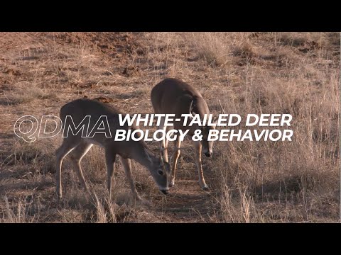 Ep. 2 - Deer Biology and Behavior | QDMA&rsquo;s Deer Hunting 101