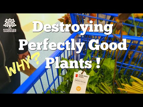 Plant Shopping Trip Turns Into Plant Rant! Why Let These Plants Die?