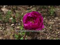 Peony season is upon us! Shimadaijin Peony opens in slow motion, as seen at wildfilmsindia gardens