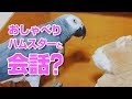 ヨウムのさんちゃん　おしゃべりハムスターとおもしろい会話のやり取り？