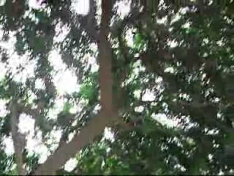 Norma Vargas Prada "Que tienen esas Flores"