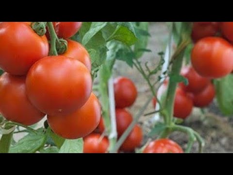 Video: Hoće li moji paradajzi postati crveni?