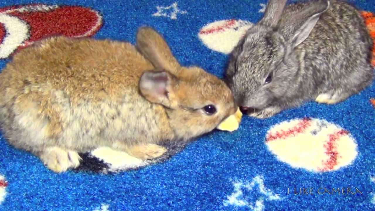 Bunny Rabbits Eating Bananas Really Cute Baby Bunnies Pets YouTube