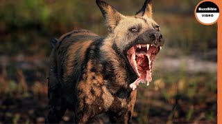 Wild Dog's Jaw Dropped After Losing its Meal