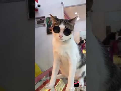 Cat Comedy Remix - Ep 165