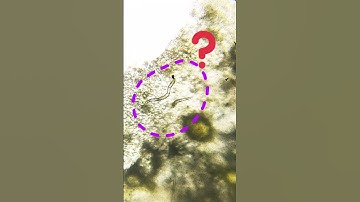 WATCH 🤯 Guava under microscope 🔬 | #shorts #guava #fruit