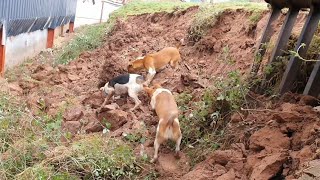 Ratting with terriers by Mr Johnsons working terriers 125,872 views 3 years ago 9 minutes, 46 seconds