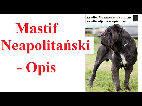 Wideo: Norweski Elkhound