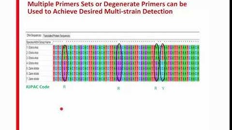 Loop-Mediated Isothermal Amplification (LAMP): Primer Design and Assay Optimization