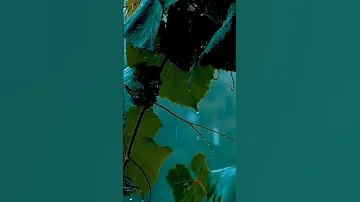 إذا قررت اعتزال قوم فاحفظ لسان ك عنه م حالات واتس حكمة يقين Shorts 