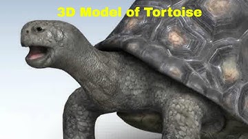 3D Model of Tortoise Review