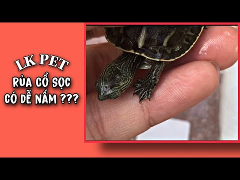 Video: Flkened Musk Turtle